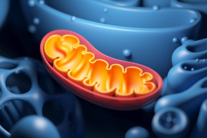 Mitochondria – Powerhouses of Our Cells